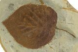 Fossil Leaf (Davidia) - Montana #327173-1